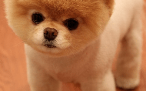 What Kind of Breed is Boo, the Cutest Dog in the World?